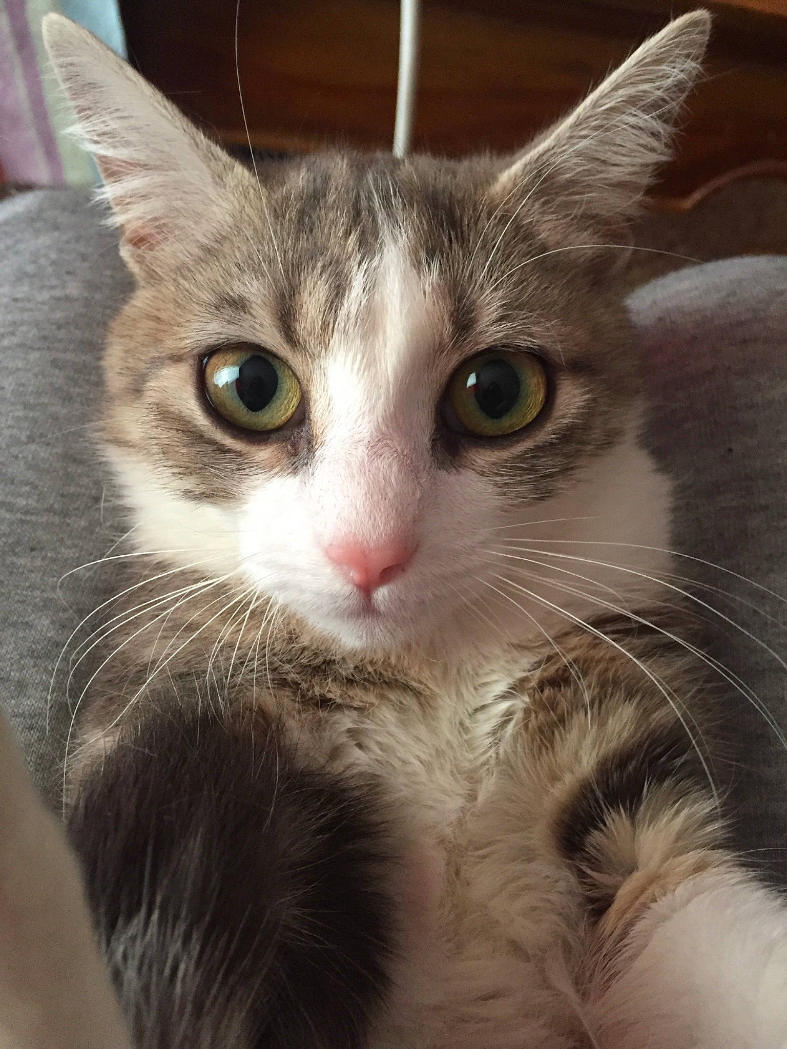 Pims a rejoint le concours — aidez-le/la à gagner de superbes lots ! aegean_cat, american_wirehair, asian, carnivore, cat, close_up, domestic_short_haired_cat, ear, european_shorthair, eye, felidae, fur, kitten, mammal, norwegian_forest_cat, small_to_medium_sized_cats, snout, tabby_cat, vertebrate, whiskers