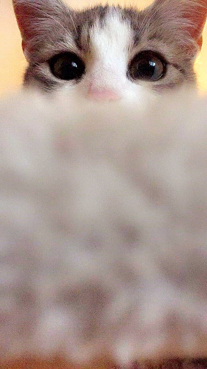 Pims a rejoint le concours — aidez-le/la à gagner de superbes lots ! aegean_cat, asian, carnivore, cat, cheek, close_up, eye, felidae, fur, iris, kitten, munchkin, nose, ojos_azules, organ, pink, skin, small_to_medium_sized_cats, snout, whiskers