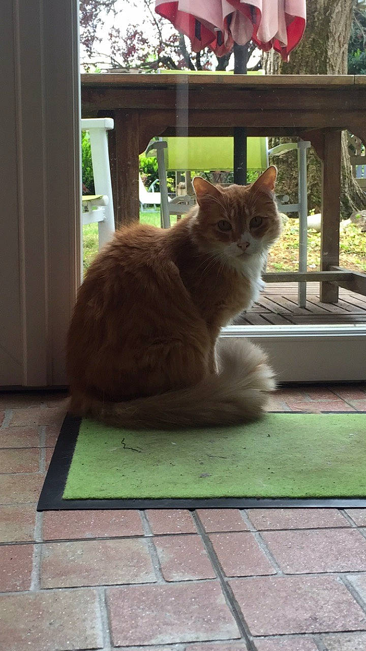 Mufasa a rejoint le concours — aidez-le/la à gagner de superbes lots ! aegean_cat, asian, carnivore, cat, domestic_short_haired_cat, european_shorthair, fawn, felidae, flooring, fur, house, kitten, plant, polydactyl_cat, small_to_medium_sized_cats, somali, tabby_cat, tail, whiskers, window