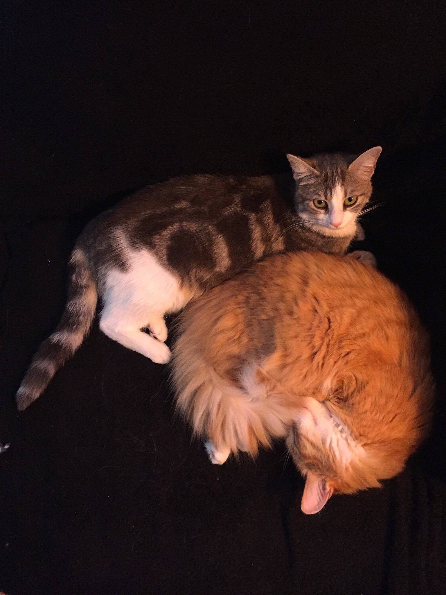 Mufasa a rejoint le concours — aidez-le/la à gagner de superbes lots ! asian, carnivore, cat, ear, european_shorthair, fawn, felidae, fur, german_rex, kitten, laperm, maine_coon, mammal, norwegian_forest_cat, small_to_medium_sized_cats, tabby_cat, tail, whiskers