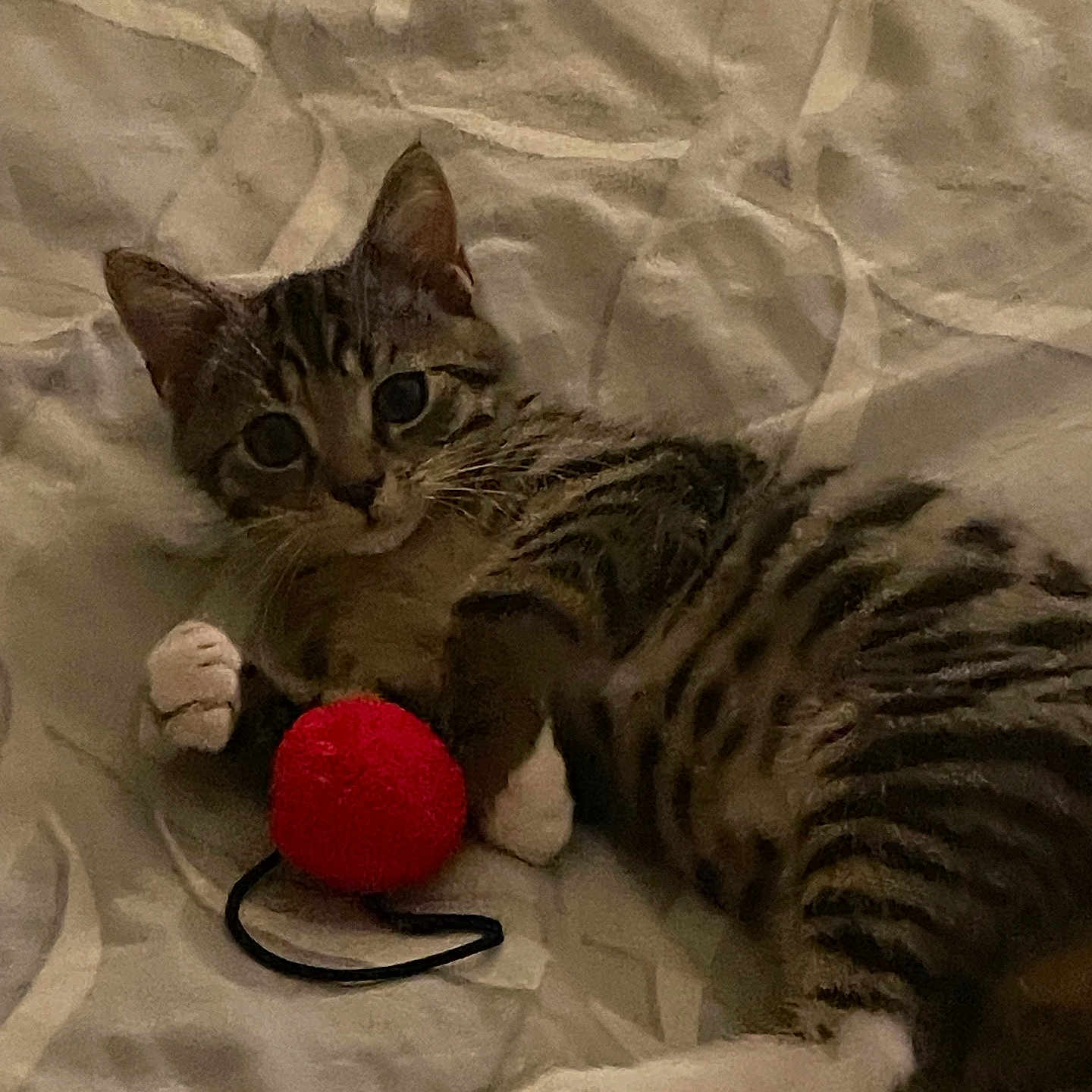 Milo