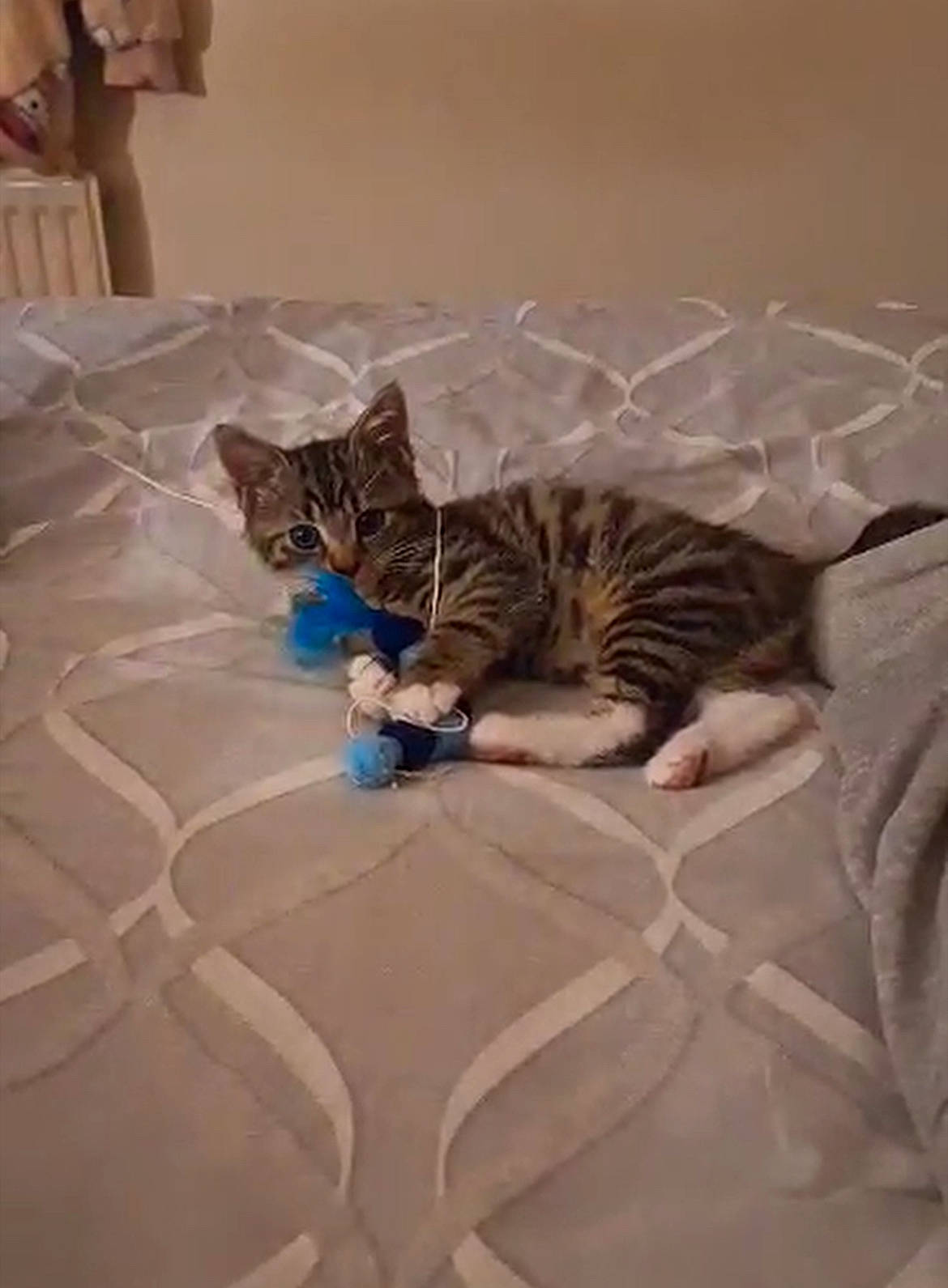 Milo is registered to the contest to win money with this photo: animal, blanket, cat, cushion, egyptiancat, homedecor, indoors, interiordesign, kitten, manx, ocelot, pet