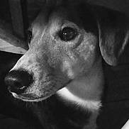 Coffee participe au concours pour gagner de l'argent avec cette photo : dog, pet, black_and_white, close_up, animal, canine, indoor, wooden_furniture, floor, shadow, lighting, portrait, ears, nose, fur, looking_away, monochrome, domestic_animal, quiet, calm