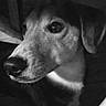 dog, pet, black_and_white, close_up, animal, canine, indoor, wooden_furniture, floor, shadow, lighting, portrait, ears, nose, fur, looking_away, monochrome, domestic_animal, quiet, calm