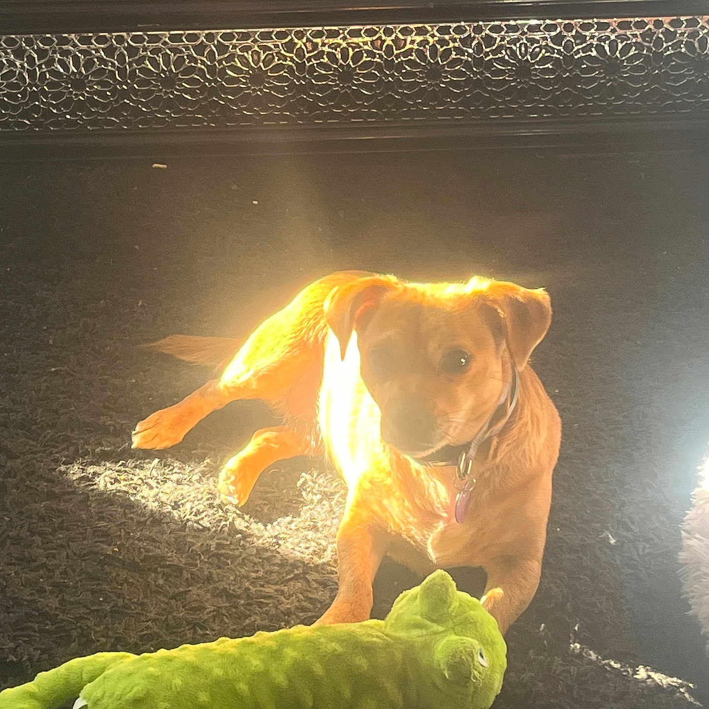 Chipie