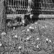 Zouzou participe au concours pour gagner de l'argent avec cette photo : animal, black_and_white, cat, dandelions, daytime, fence, flower, fluffy, garden, grass, leaf, mammal, nature, outdoor, pet, plant, relaxing, sunlight, tree, wildflower