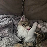 Perles participe au concours pour gagner de l'argent avec cette photo : kitten, cat, sleeping, licking, fur, cozy, blanket, texture, cute, pet, animal, resting, closeup, indoor, soft, tabby, white, pink_tongue, couch, relaxed