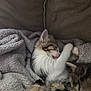 animal, blanket, cat, closeup, couch, cozy, cute, fur, indoor, kitten, licking, pet, pink_tongue, relaxed, resting, sleeping, soft, tabby, texture, white