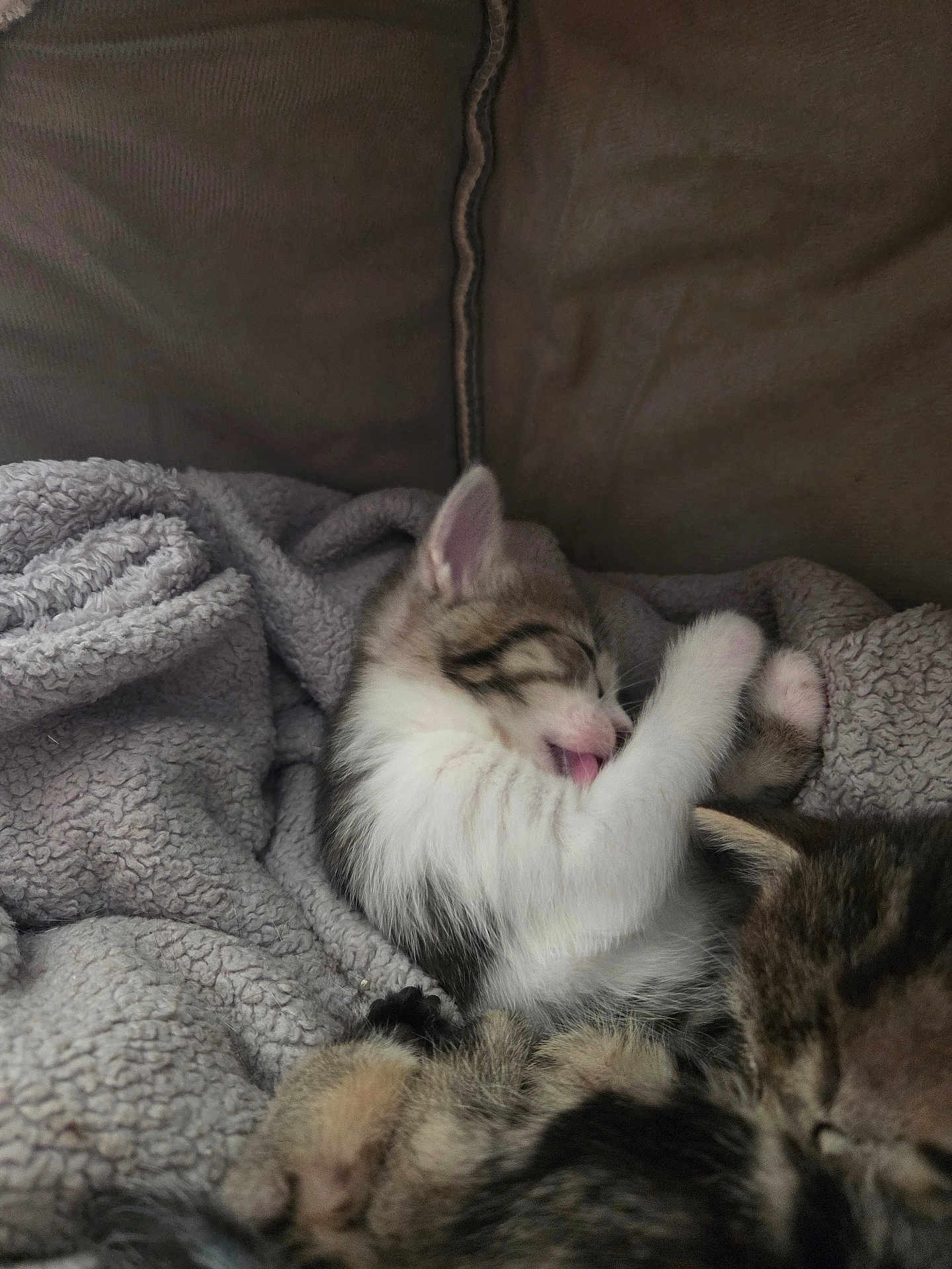 Perles participe au concours pour gagner de l'argent avec cette photo : kitten, cat, sleeping, licking, fur, cozy, blanket, texture, cute, pet, animal, resting, closeup, indoor, soft, tabby, white, pink_tongue, couch, relaxed