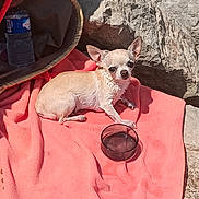 Kiki a rejoint le concours — aidez-le/la à gagner de superbes lots ! animal, basket, canine, chihuahua, closeup, dog, outdoor, pet, relaxing, resting, rock, shade, small_dog, summer, sunlight, tan, texture, towel, water_bottle, water_bowl