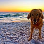 dog, golden_retriever, beach, sand, ocean, sunset, waves, horizon, paw, muzzle, fur, outdoors, pet, canine, shore, seashore, twilight, playful, standing, wet_sand
