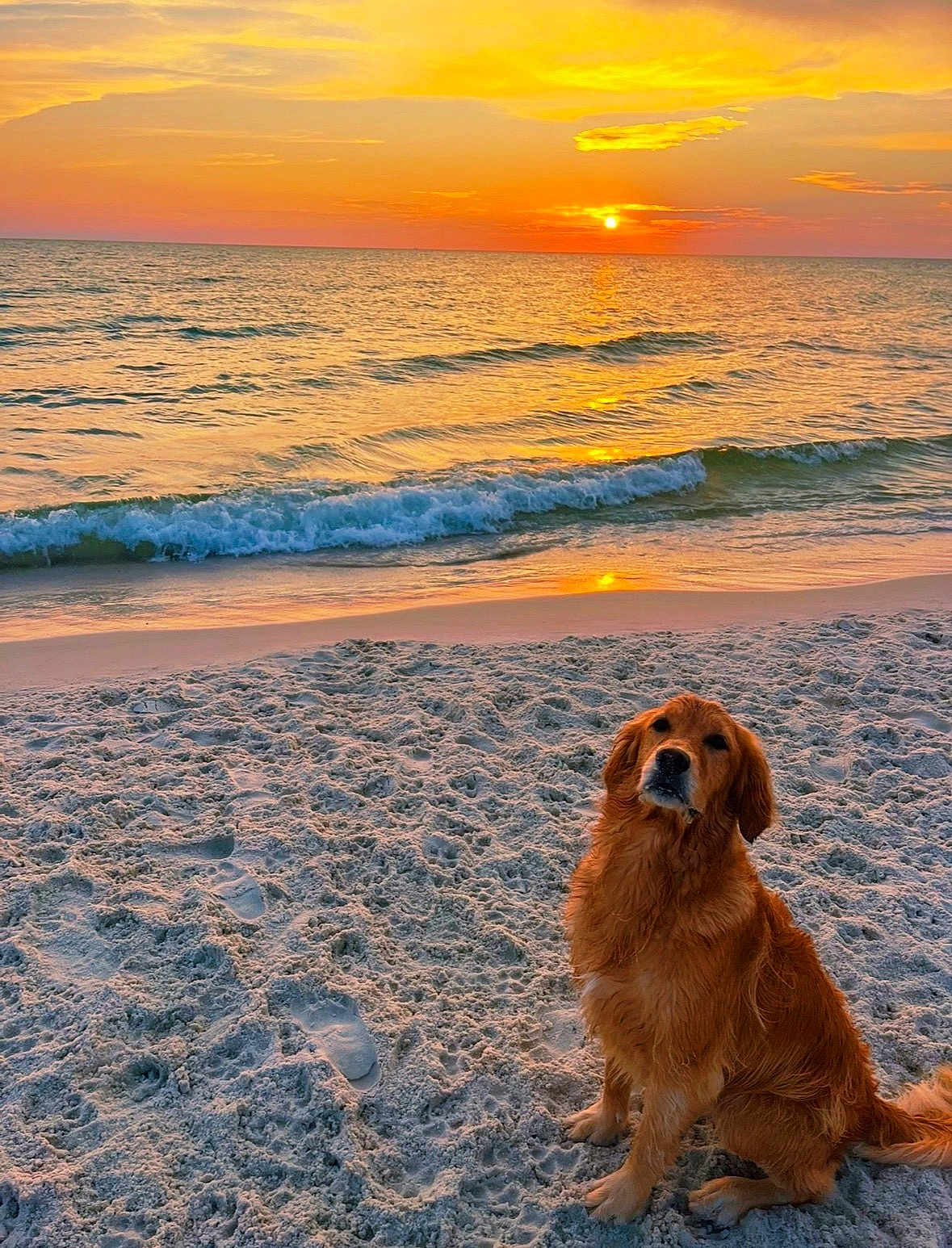 Peanut is registered to the contest to win money with this photo: dog, golden_retriever, beach, sunset, ocean, waves, sand, paw_prints, horizon, sky, clouds, seascape, pet, portrait, fur, sitting, shoreline, reflection, outdoor, vacation