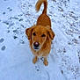 dog, golden_retriever, snow, footprints, looking_up, nose, paws, outdoor, winter, yard, white_background, pet, fur, tail, playful, cold, standing, portrait, close_up, animal