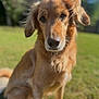 dog, golden_retriever, pet, portrait, fur, nose, eyes, ears, muzzle, sitting, grass, outdoors, bokeh, shallow_depth_of_field, sunlight, warm_tone, whiskers, nature, attentive, closeup