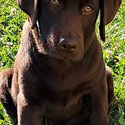 Bulle participe au concours pour gagner de l'argent avec cette photo : dog, puppy, labrador, chocolate_lab, brown_fur, sitting, grass, outdoor, portrait, close_up, floppy_ears, brown_eyes, sunlight, nature, pet, canine, adorable, looking_at_camera, lawn, smartphone_screenshot