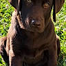 dog, puppy, labrador, chocolate_lab, brown_fur, sitting, grass, outdoor, portrait, close_up, floppy_ears, brown_eyes, sunlight, nature, pet, canine, adorable, looking_at_camera, lawn, smartphone_screenshot