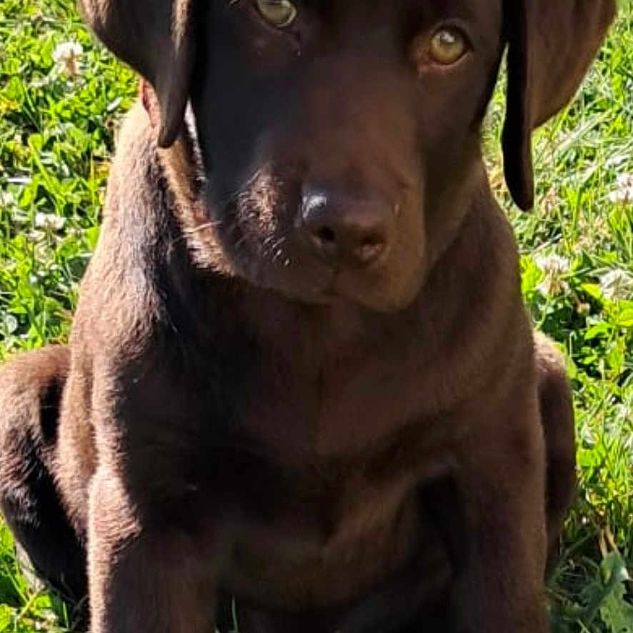 Bulle participe au concours pour gagner de l'argent avec cette photo : dog, puppy, labrador, chocolate_lab, brown_fur, sitting, grass, outdoor, portrait, close_up, floppy_ears, brown_eyes, sunlight, nature, pet, canine, adorable, looking_at_camera, lawn, smartphone_screenshot