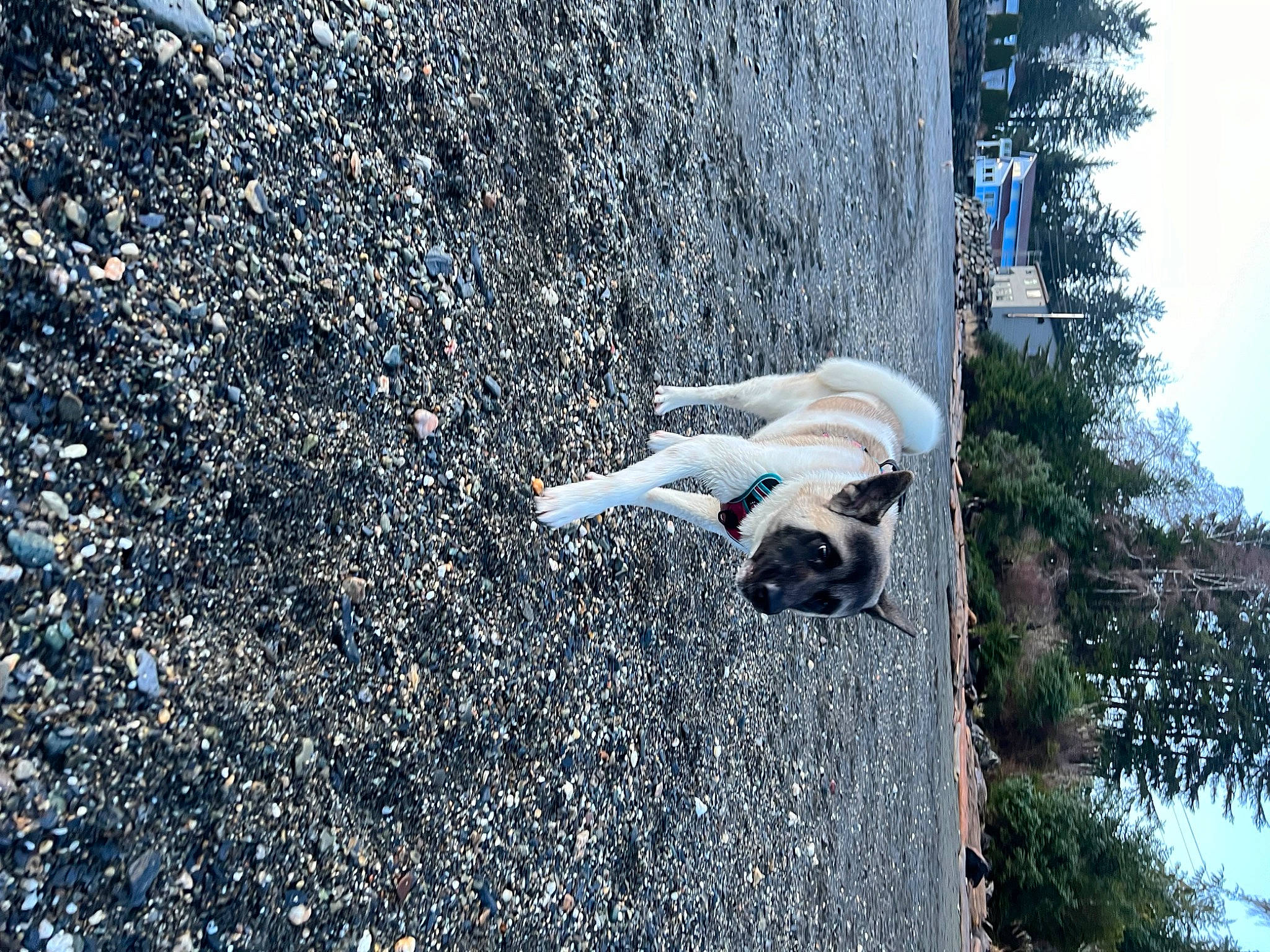 Sage is registered to the contest to win money with this photo: adventure, asphalt, canidae, carnivore, companion_dog, dog, dog_breed, fawn, fun, grass, leisure, plant, road_surface, shadow, shrub, sky, soil, sporting_group, tail, tree