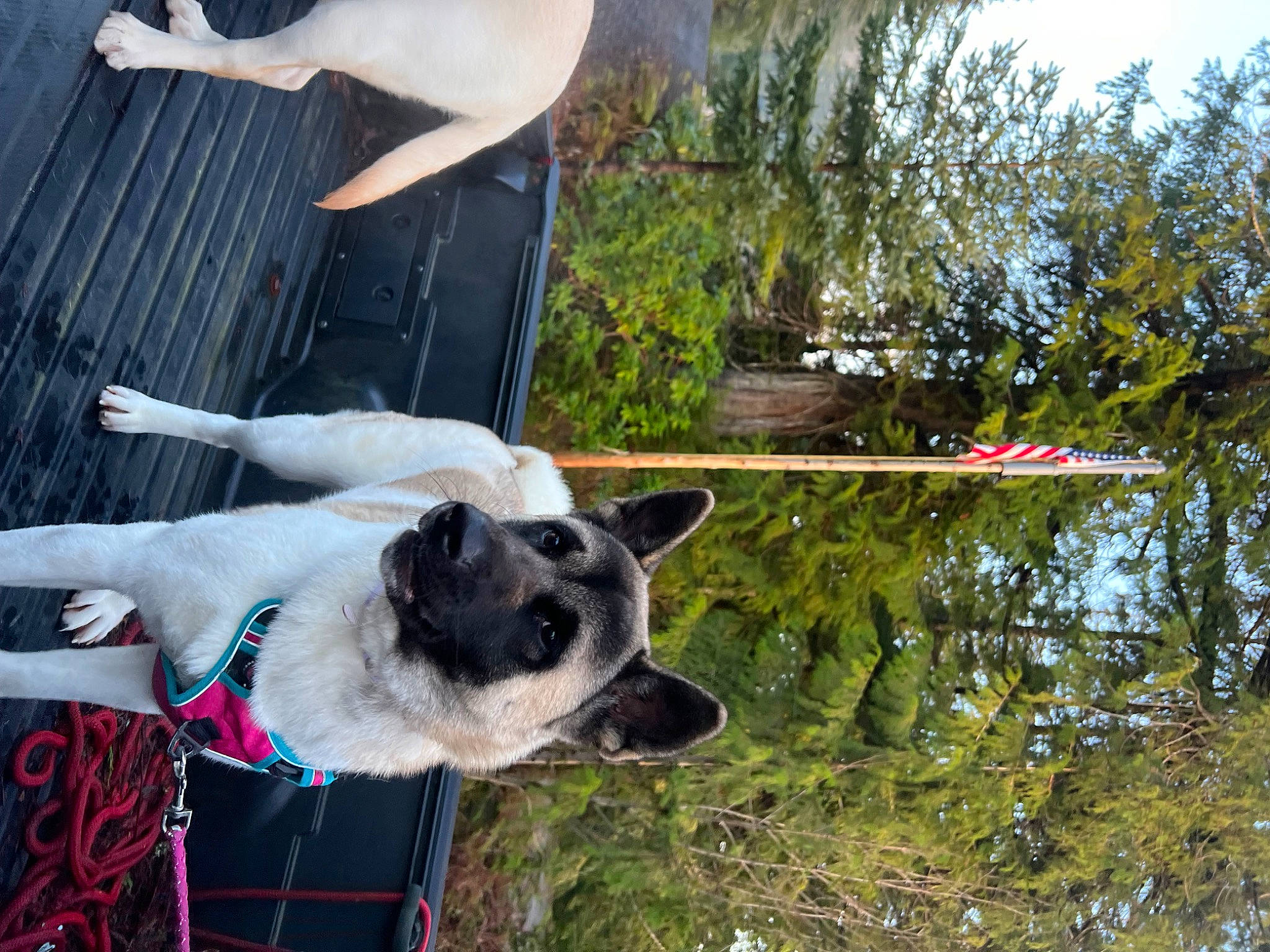 Sage joined the competition — help win amazing prizes! canidae, carnivore, collar, companion_dog, dog, dog_breed, dog_collar, dog_supply, elbow, fawn, fur, grass, mammal, pet_supply, plant, sporting_group, tail, tree, water, working_animal