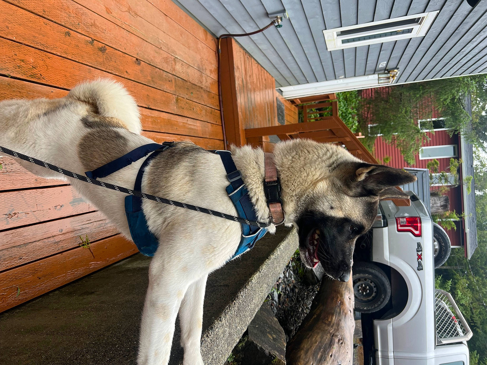 Sage is registered to the contest to win money with this photo: automotive_mirror, automotive_tire, automotive_wheel_system, car, dog_breed, fender, horse_tack, house, livestock, motor_vehicle, pack_animal, plant, snout, sporting_group, terrestrial_animal, tire, vehicle, wheel, wood, working_animal