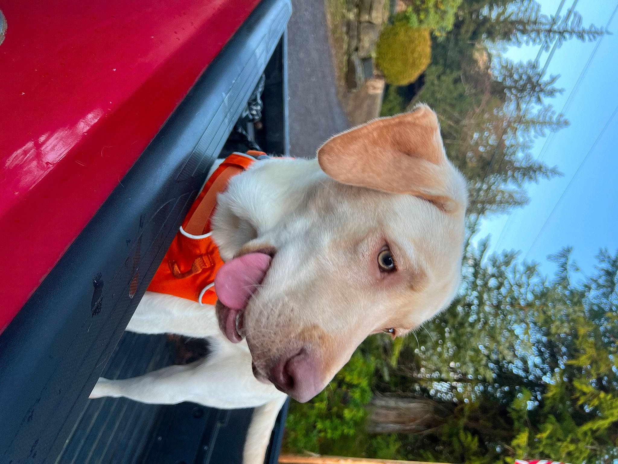 Barry joined the competition — help win amazing prizes! automotive_exterior, carnivore, collar, companion_dog, dog, dog_breed, fawn, grass, hood, jaw, sky, snout, sporting_group, tree, vehicle_door, whiskers, windshield, wood, working_animal, wrinkle