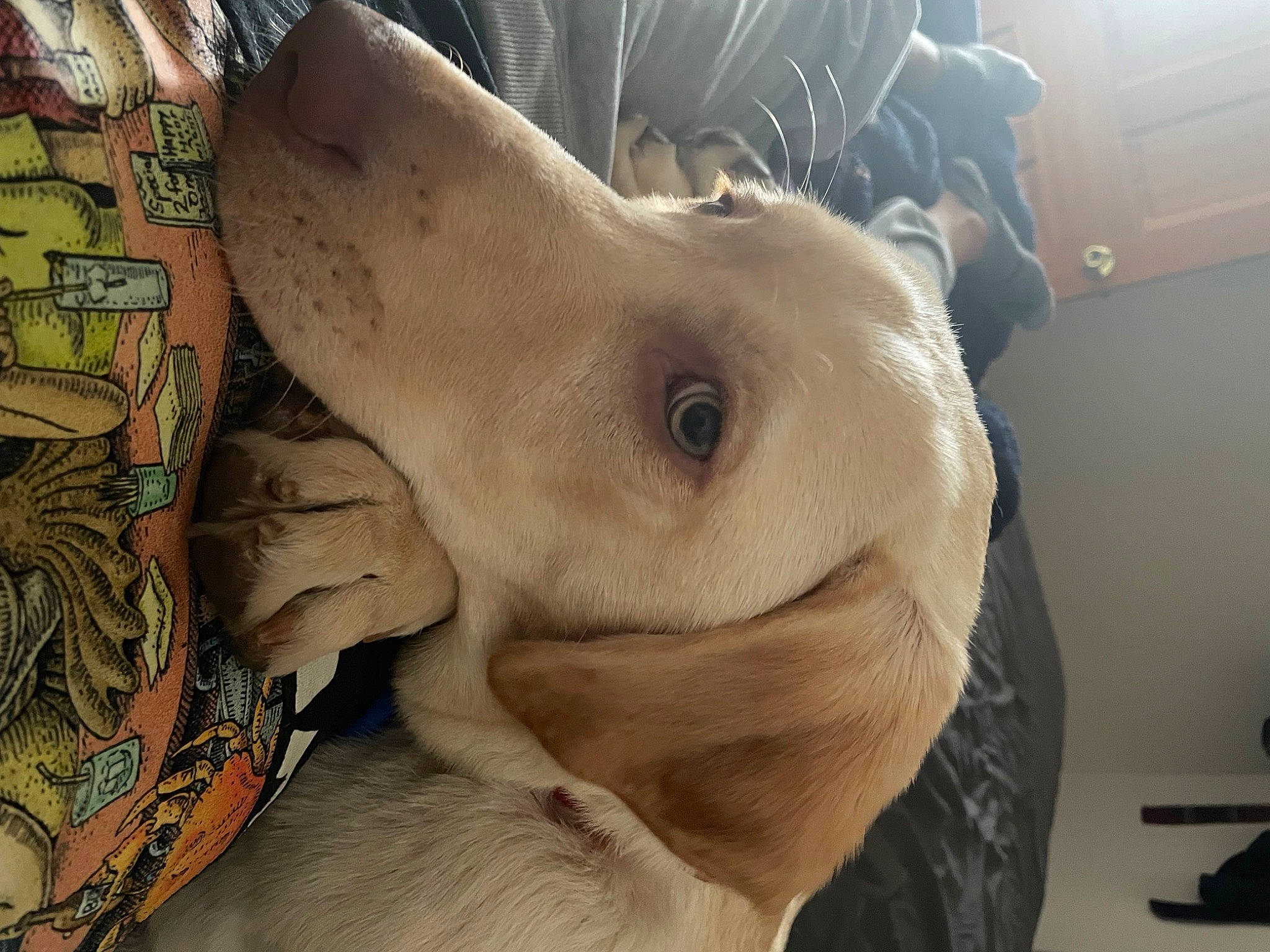 Barry is registered to the contest to win money with this photo: abdomen, art, canidae, chest, companion_dog, dog_breed, feather, felidae, fur, room, selfie, small_to_medium_sized_cats, sporting_group, temporary_tattoo, trunk, visual_arts, whiskers, wing, wood, working_animal