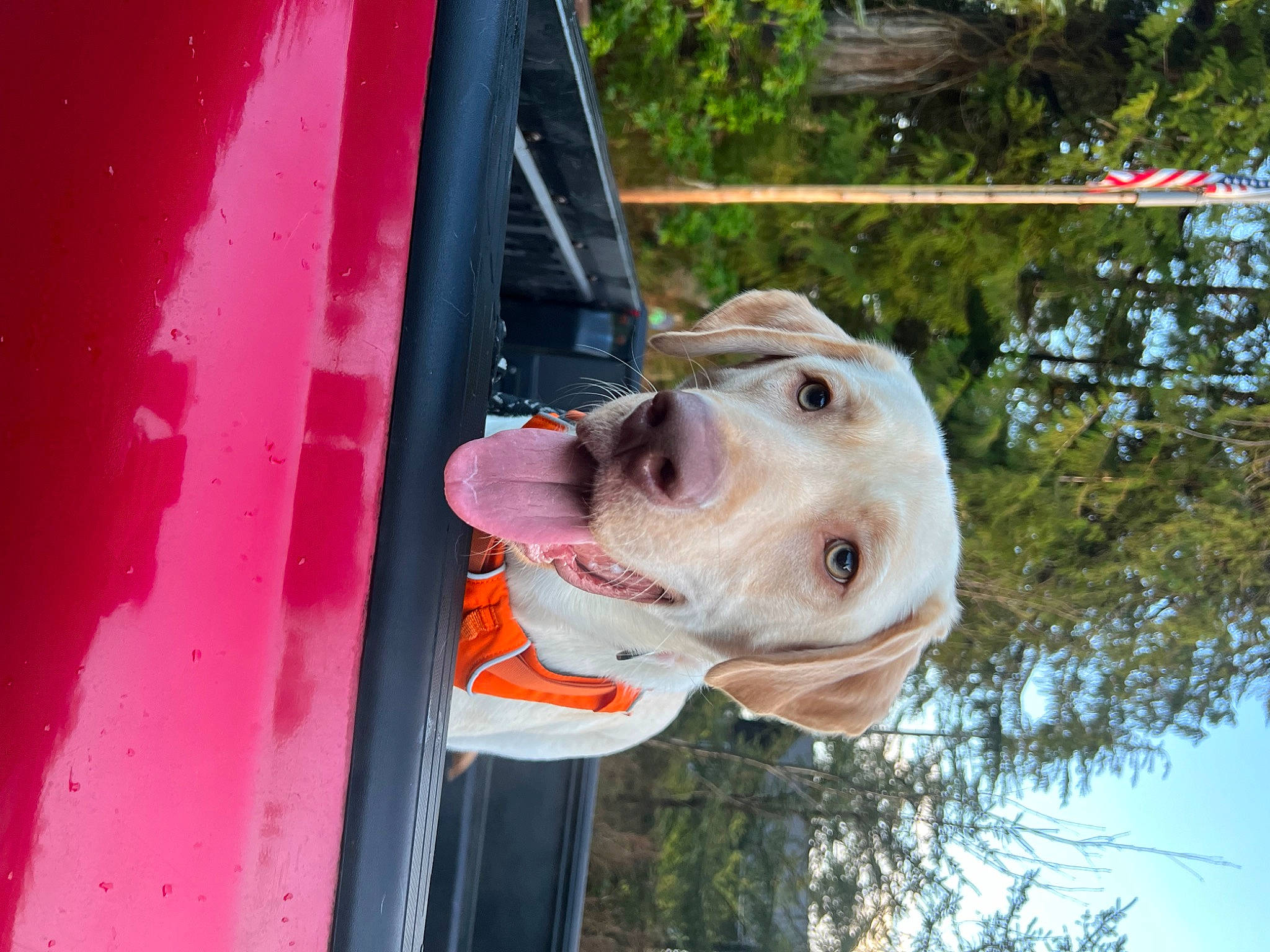 Barry joined the competition — help win amazing prizes! canidae, carnivore, collar, companion_dog, dog, dog_breed, dog_collar, fawn, fun, leisure, magenta, plant, recreation, snout, sporting_group, tree, vehicle_door, water, working_animal