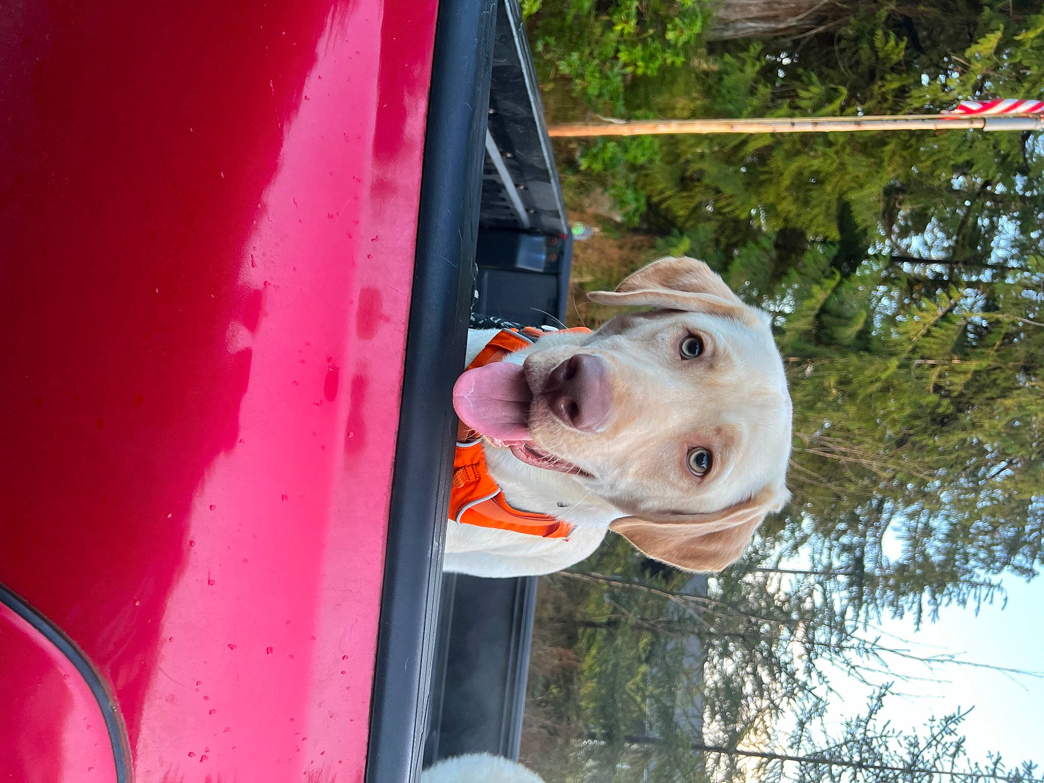 Barry is registered to the contest to win money with this photo: auto_part, automotive_exterior, automotive_lighting, canidae, carnivore, companion_dog, dog, dog_breed, fawn, hood, magenta, mode_of_transport, motor_vehicle, plant, sporting_group, tree, vehicle, vehicle_door, water, working_animal