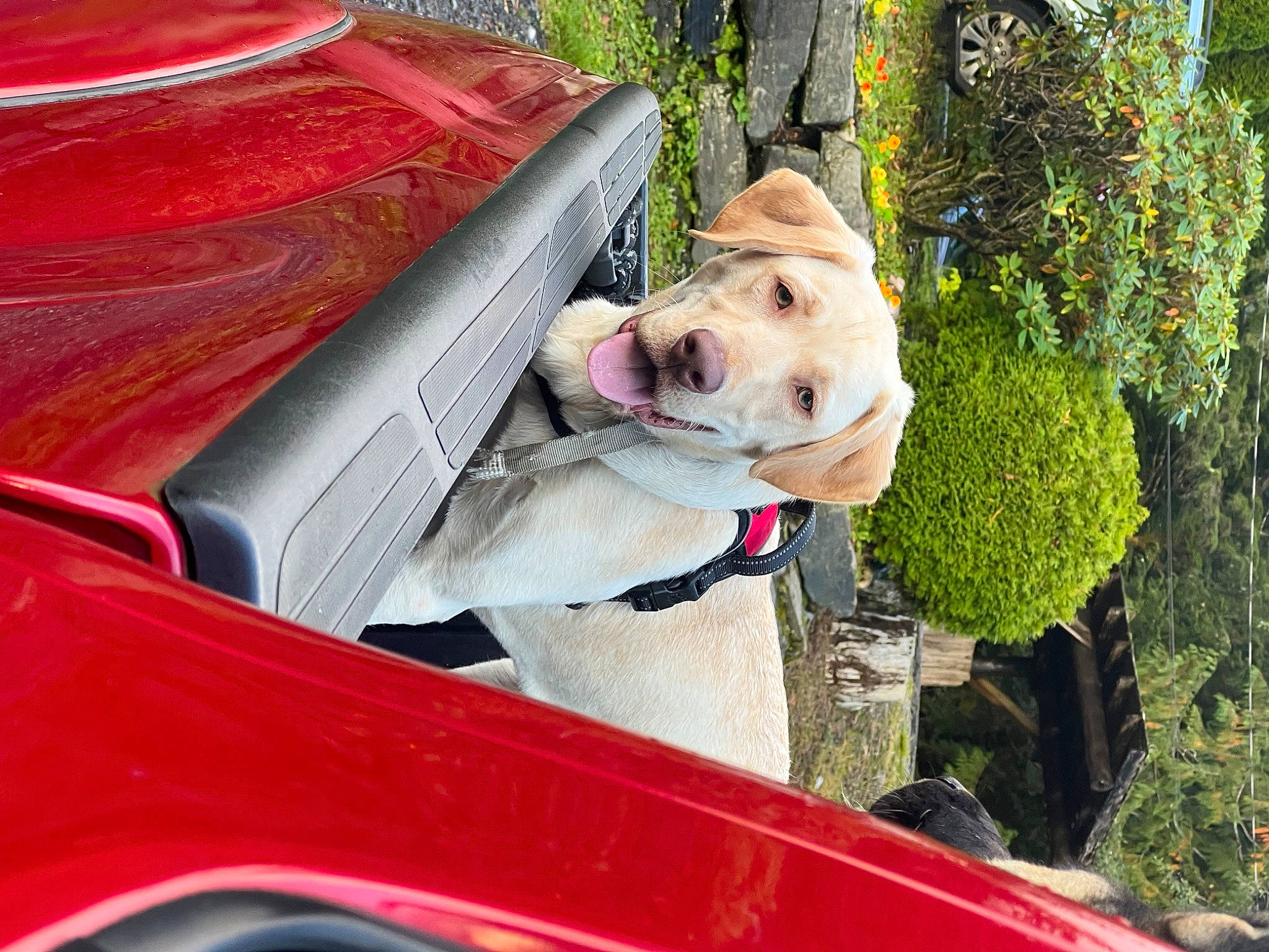 Barry is registered to the contest to win money with this photo: automotive_exterior, automotive_lighting, car, carnivore, collar, companion_dog, dog, dog_breed, fawn, fender, hood, land_vehicle, leisure, motor_vehicle, plant, snout, tree, vehicle, vehicle_door, window