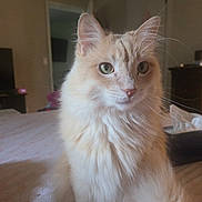 Ginger joined the competition — help win amazing prizes! cat, fluffy, cream_color, green_eyes, indoor, bed, furniture, calm, curious, pet, animal, domestic, portrait, whiskers, ears, soft_light, cozy, room, door, table