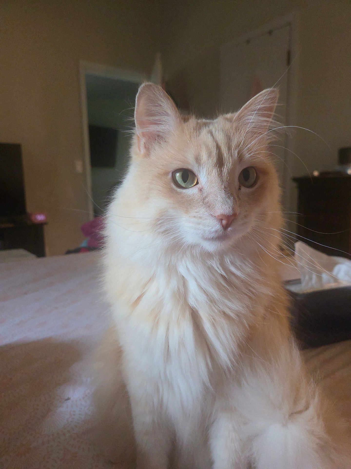 Ginger