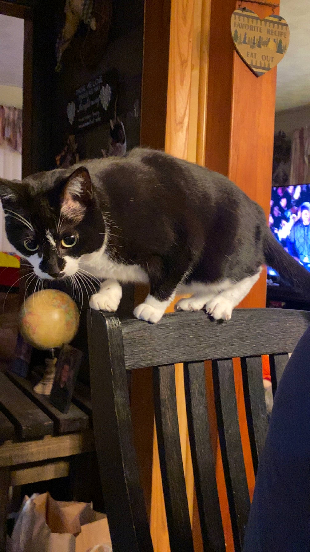 June joined the competition — help win amazing prizes! carnivore, cat, cat_supply, comfort, domestic_short_haired_cat, felidae, fence, fur, hardwood, pet_supply, room, small_to_medium_sized_cats, snout, tail, whiskers, window, wood