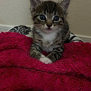 Mewtwo is registered to the contest to win money with this photo: kitten, cat, tabby, pet, animal, blanket, pink_blanket, fur, paws, eyes, whiskers, ears, sitting, indoor, wall, cute, portrait, bedding, soft_texture, gaze