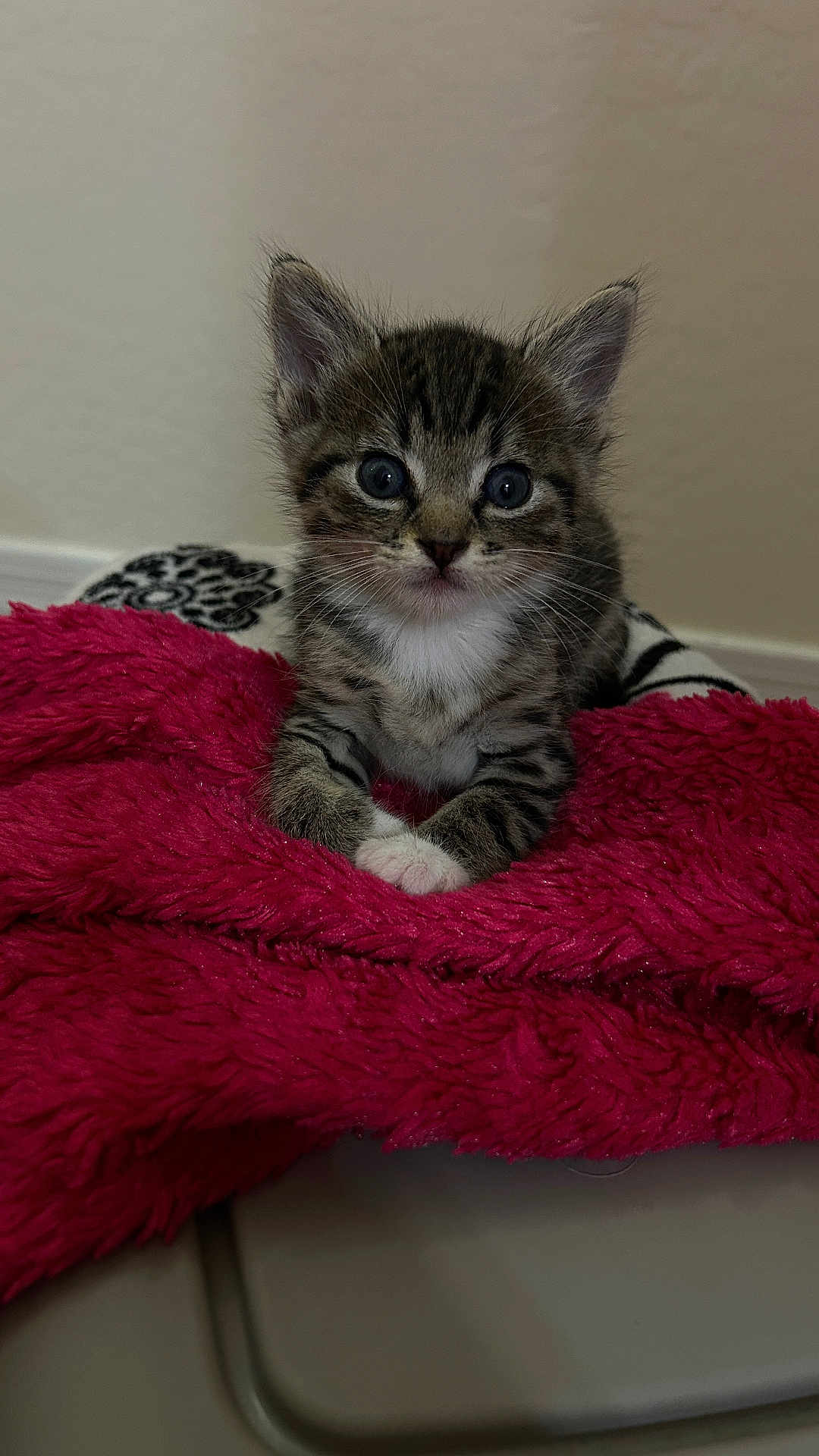 Mewtwo is registered to the contest to win money with this photo: kitten, cat, tabby, pet, animal, blanket, pink_blanket, fur, paws, eyes, whiskers, ears, sitting, indoor, wall, cute, portrait, bedding, soft_texture, gaze