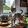 kitten, cat, tabby, white_paws, terrarium, glass_bowl, plants, window, indoor, wooden_table, garden_view, folded_clothes, shelf, cat_photos, flower, bird_of_paradise, curious, pet, cozy_room, timestamp