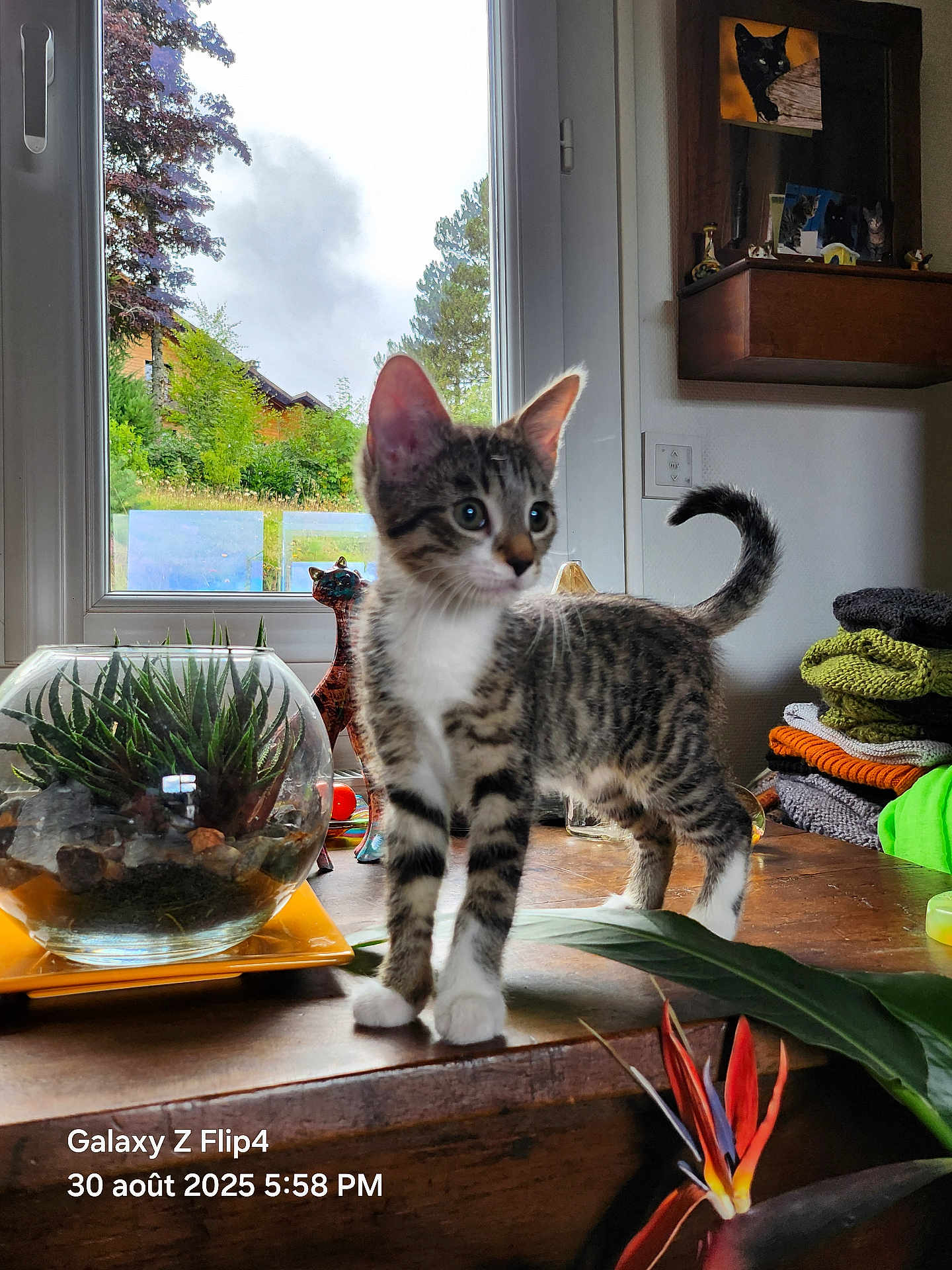 Bibou participe au concours pour gagner de l'argent avec cette photo : kitten, cat, tabby, white_paws, terrarium, glass_bowl, plants, window, indoor, wooden_table, garden_view, folded_clothes, shelf, cat_photos, flower, bird_of_paradise, curious, pet, cozy_room, timestamp