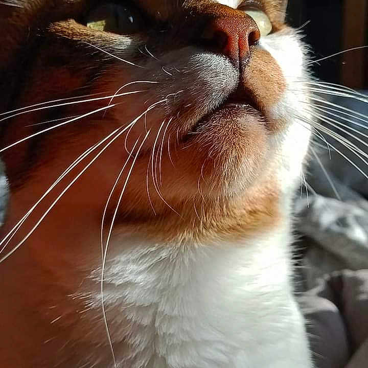 Titi