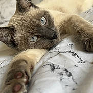 Stey participe au concours pour gagner de l'argent avec cette photo : animal, bed, bedspread, blue_eyes, cat, close_up, cute, domestic_animal, feline, fur, indoor, lying_down, marble_pattern, paw, pet, relaxing, resting, siamese_cat, soft_light, whiskers