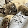 animal, bed, bedspread, blue_eyes, cat, close_up, cute, domestic_animal, feline, fur, indoor, lying_down, marble_pattern, paw, pet, relaxing, resting, siamese_cat, soft_light, whiskers
