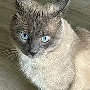 Stella participe au concours pour gagner de l'argent avec cette photo : cat, siamese_cat, blue_eyes, whiskers, fur, pet, animal, close_up, indoor, floor, wooden_floor, looking, sitting, cute, domestic_animal, mammal, feline, portrait, focused, soft_light