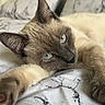Stella a rejoint le concours — aidez-le/la à gagner de superbes lots ! cat, siamese_cat, pet, bed, bedding, blue_eyes, stretching, fur, whiskers, ears, paws, relaxed, indoor, sleepy, close_up, animal, cute, feline, resting, soft