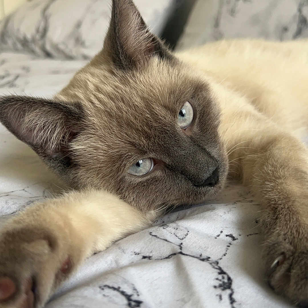 Stella