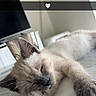 Stella participe au concours pour gagner de l'argent avec cette photo : kitten, cat, sleeping, paw, marble_surface, indoor, living_room, television, glass, heart_emoji, cute, pet, fur, relaxed, close_up, animal, domestic_cat, whiskers, resting, adorable