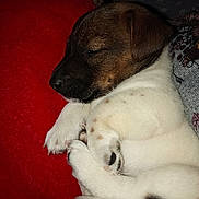 Foxy participe au concours pour gagner de l'argent avec cette photo : puppy, sleeping, dog, close_up, fur, paw, red_cushion, cozy, cute, pet, animal, resting, small_dog, indoor, soft_texture, relaxing, brown, white, spot, adorable