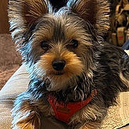 Nugget is registered to the contest to win money with this photo: dog, yorkshire_terrier, pet, small_dog, fur, ears, orange_harness, paws, close_up, portrait, indoors, ottoman, couch, carpet, brown_fur, black_fur, nose, eyes, whiskers, relaxed