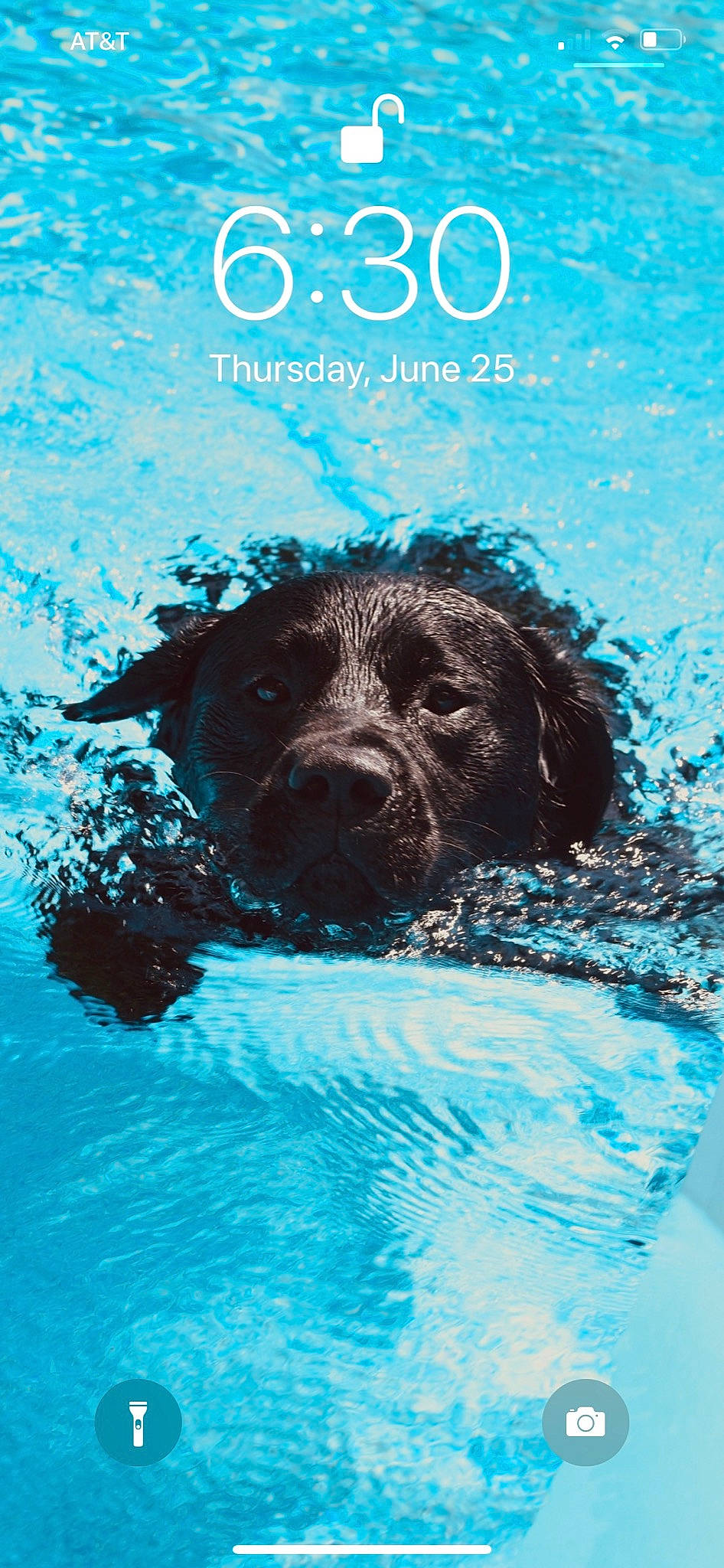 Bear Cuqua joined the competition — help win amazing prizes! boykin_spaniel, canidae, carnivore, dog, dog_breed, labrador_retriever, puppy, sporting_group, water