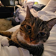 Tinkerbell is registered to the contest to win money with this photo: cat, tabby, pet, closeup, indoor, cozy, blanket, feline, whiskers, ears, eyes, fur, comfort, relaxed, bedroom, soft, domestic_animal, cute, animal, portrait