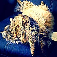 Miley participe au concours pour gagner de l'argent avec cette photo :