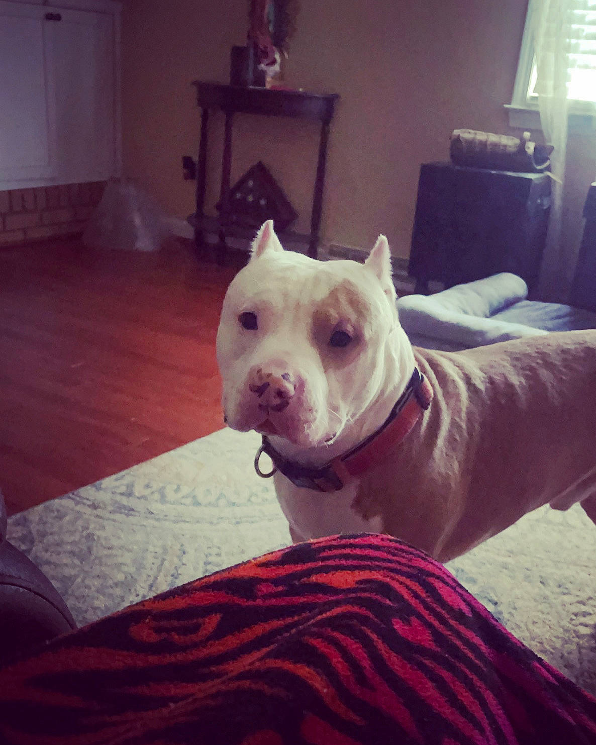 Roman is registered to the contest to win money with this photo: canidae, carnivore, collar, comfort, companion_dog, dog, dog_breed, fawn, flooring, fur, hardwood, metal, paw, room, snout, sporting_group, tail, whiskers, window, wood