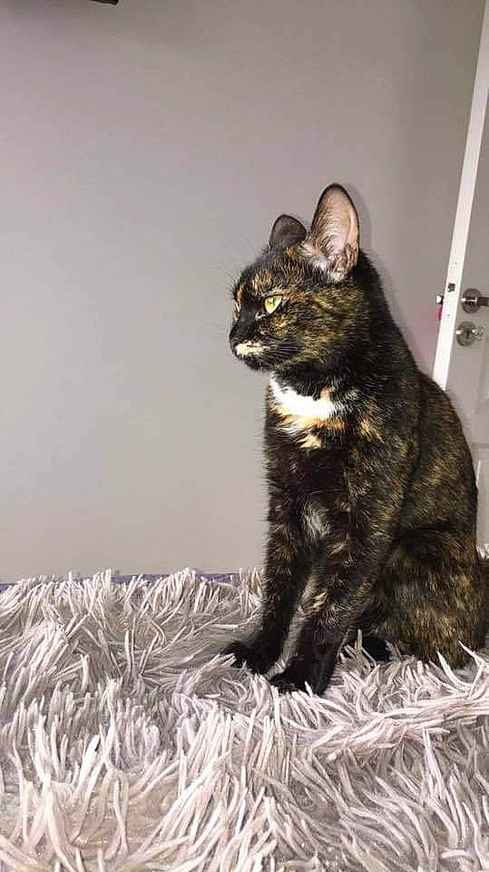 Liloo participe au concours pour gagner de l'argent avec cette photo : black_cat, carnivore, cat, cat_supply, claw, domestic_short_haired_cat, door, felidae, fur, paw, sitting, small_to_medium_sized_cats, snout, tail, terrestrial_animal, whiskers, window